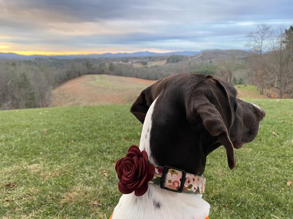 /Images/uploads/Southeast German Shorthaired Pointer Rescue/segspcalendarcontest/entries/31243thumb.jpg